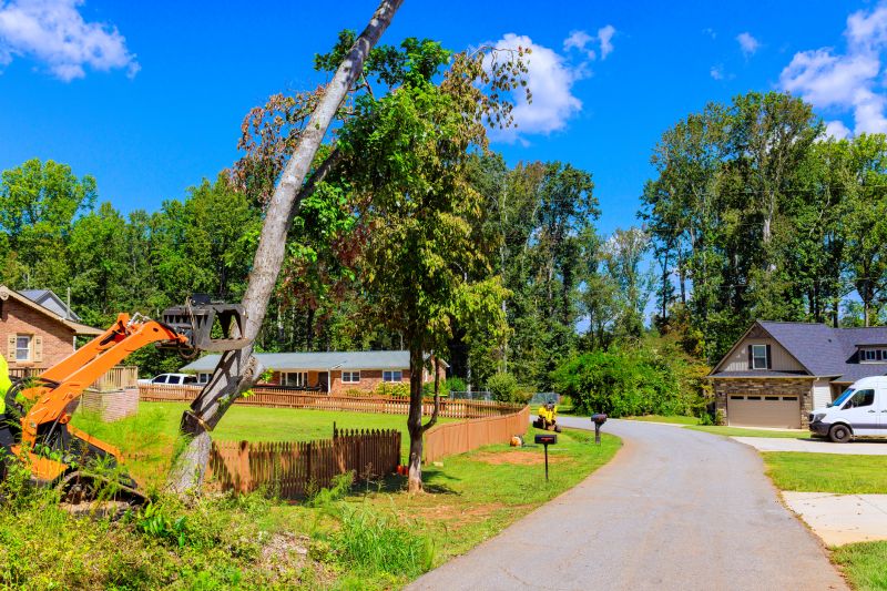 Tree Removal Equipment in Action