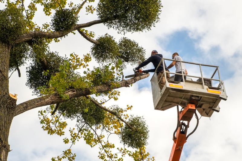 Tree Maintenance Service detail