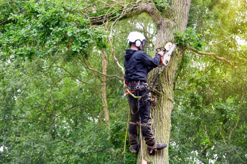 Arborist Equipment in Action