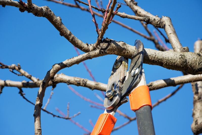 Pruning During Dormancy