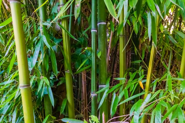 Cost of Bamboo Trimming in Cumming