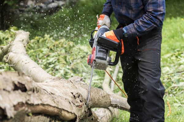 Cost of Branch Removal Service in Cumming