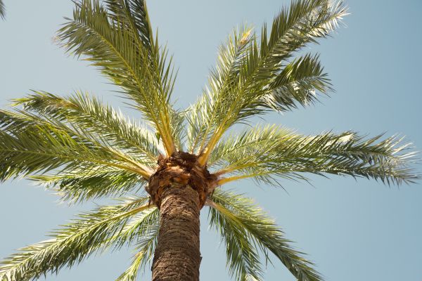 Palm Tree Pruning in Cumming