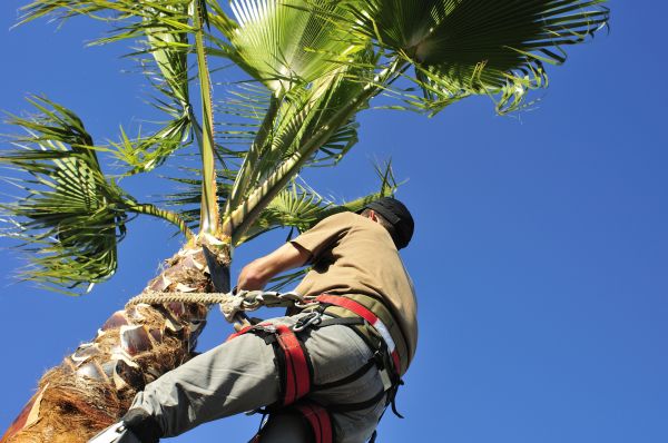 Palm Tree Trimming in Cumming