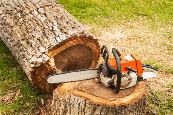 Tree Cutting Service in Cumming