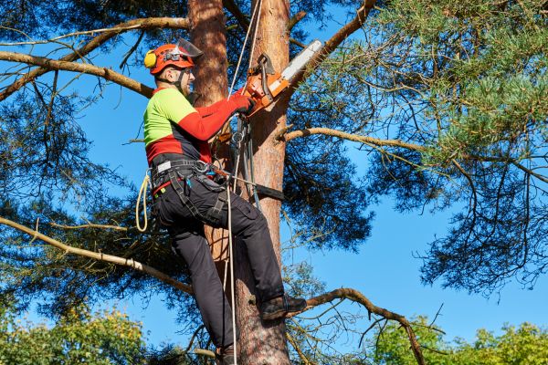 Tree Service in Cumming
