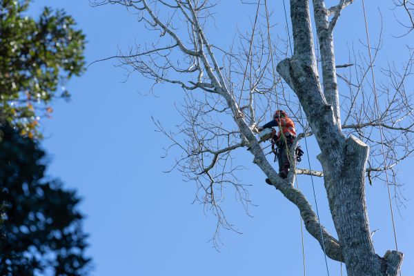 Cost of Tree Topping Service in Cumming