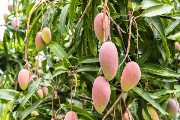 Cost of Mango Tree Trimming in Cumming