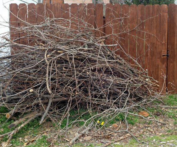 Cost of Dead Branch Removal in Cumming