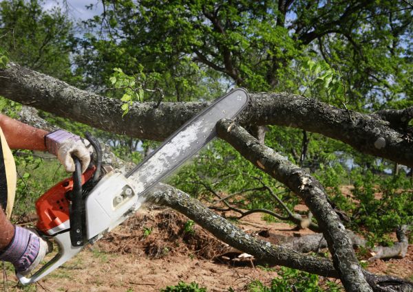 Cost of Tree Branch Cutting in Cumming