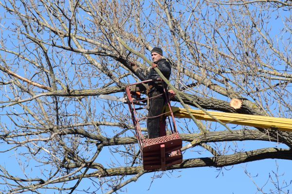 Cost of Emergency Tree Trimming in Cumming