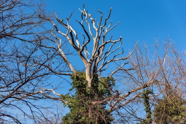 Cost of Deadwood Removal in Cumming