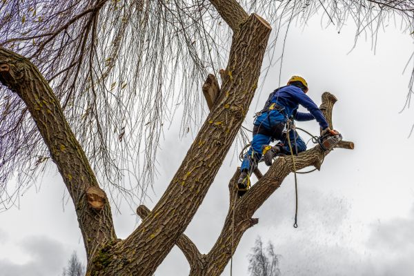 Cost of Tree Maintenance Service in Cumming