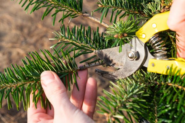 Pine Tree Pruning in Cumming