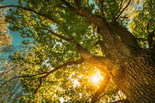 Cost of Oak Tree Pruning in Cumming