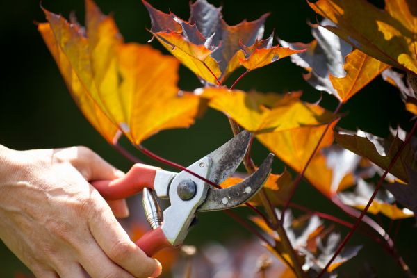 Cost of Maple Tree Pruning in Cumming