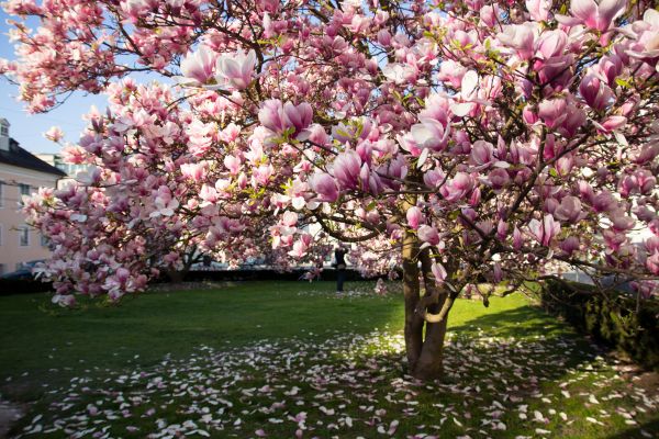Cost of Magnolia Tree Pruning in Cumming