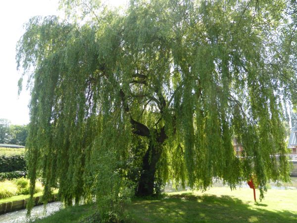 Cost of Willow Tree Trimming in Cumming