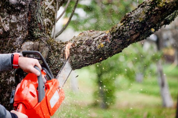 Cost of Tree Limbs Removal in Cumming
