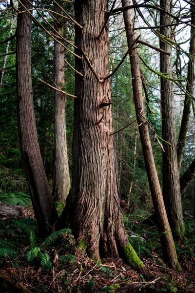 Cost of Cedar Tree Trimming in Cumming