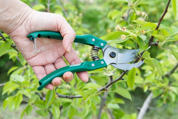 Cost of Pear Tree Pruning in Cumming