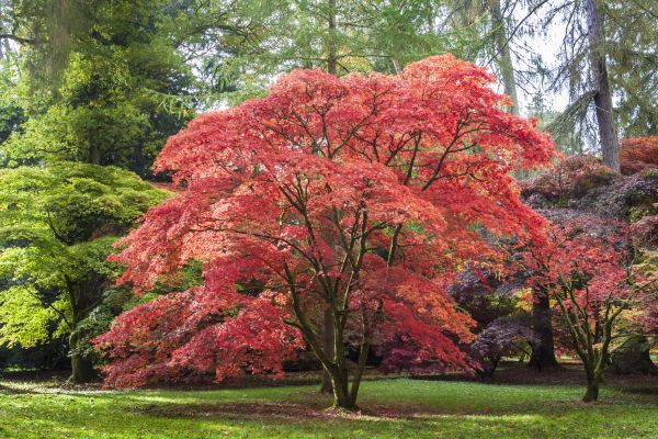 Japanese Maple Pruning in Cumming