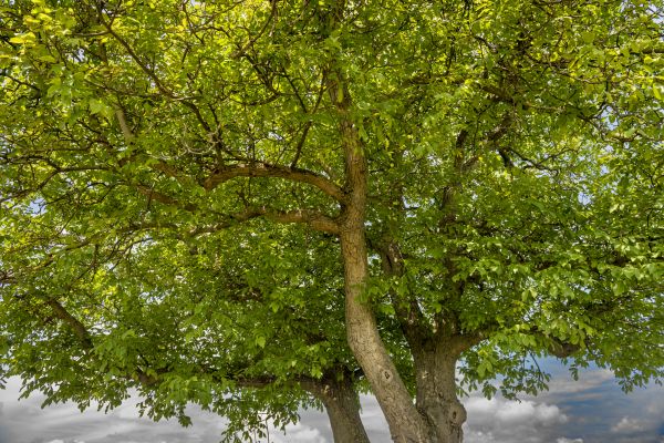 Cost of Walnut Tree Trimming in Cumming