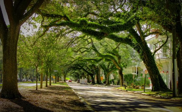 Cost of Tree Canopy Thinning in Cumming