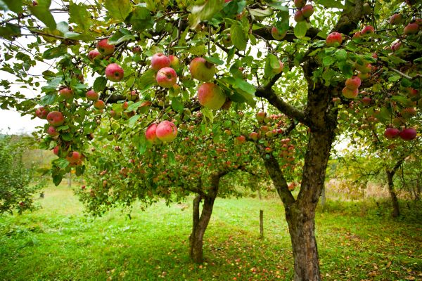 Cost of Apple Tree Pruning in Cumming