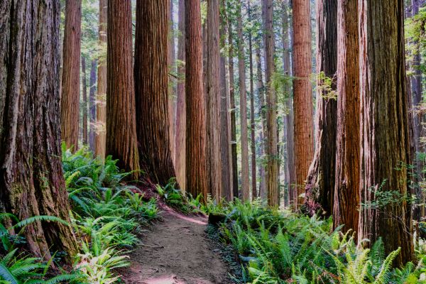 Cost of Redwood Tree Trimming in Cumming