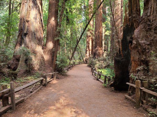 Cost of Redwood Tree Pruning in Cumming