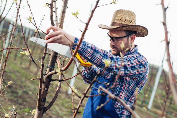 Cost of Orchard Tree Pruning in Cumming