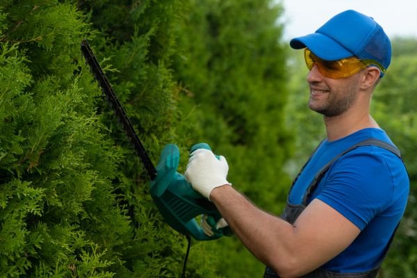 Cost of Tree Shaping Service in Cumming