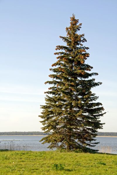 Cost of Spruce Tree Pruning in Cumming