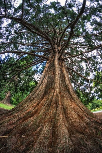 Cost of Cedar Tree Pruning in Cumming