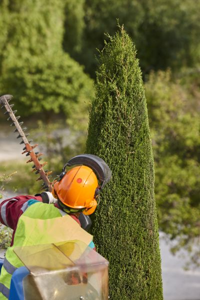 Cost of Cypress Tree Trimming in Cumming