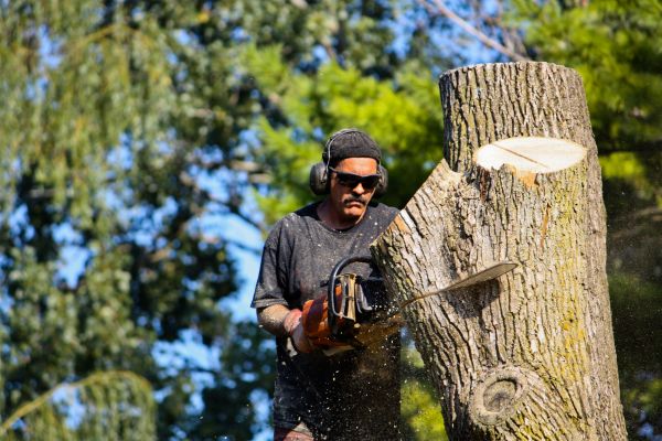 Cost of Ash Tree Pruning in Cumming