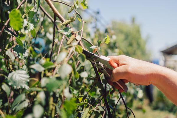 Cost of Birch Tree Pruning in Cumming