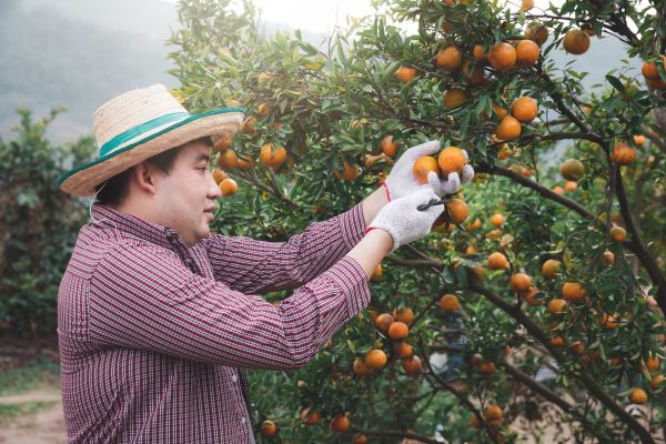 Cost of Orange Tree Pruning in Cumming