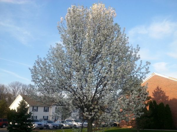 Cost of Bradford Pear Tree Pruning in Cumming