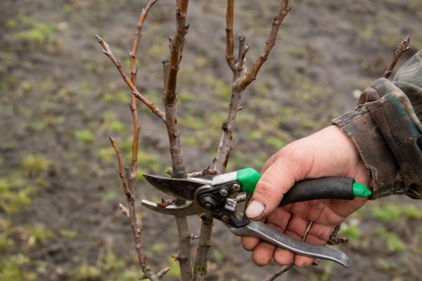 Cost of Pear Trees Pruning in Cumming