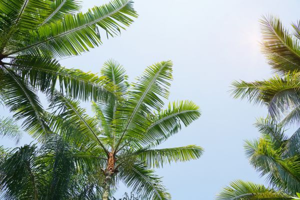 Cost of Queen Palm Tree Trimming in Cumming