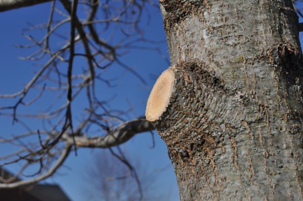 Cost of Limb Pruning in Cumming