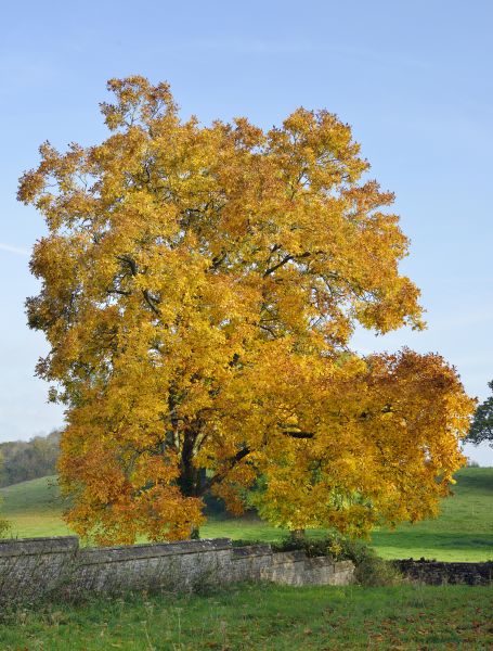 Cost of Hickory Tree Trimming in Cumming