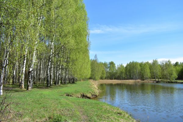 Cost of River Birch Pruning in Cumming