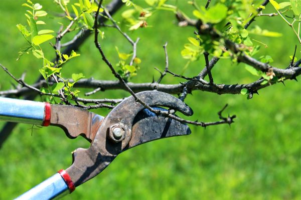 Cost of Branches Pruning in Cumming