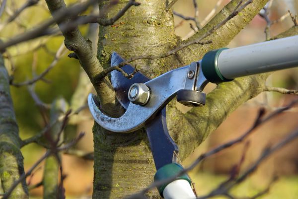 Cost of Tree Limb Trimming Service in Cumming