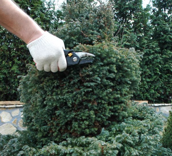 Cost of Ornamental Tree Trimming in Cumming