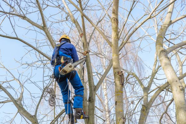 Cost of Large Tree Trimming in Cumming