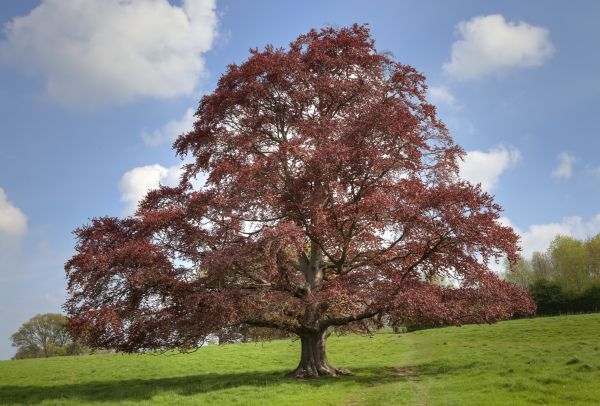 Cost of Beech Tree Pruning in Cumming